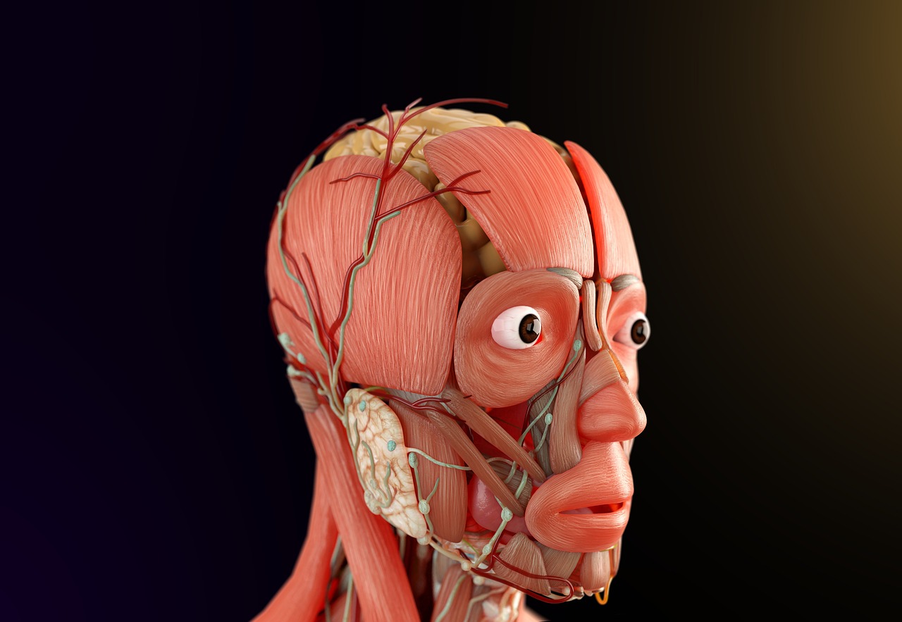 Anatomie lidského těla za pomoci moderní technologie
