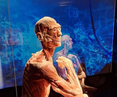 Body worlds v Praze